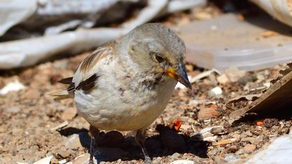 White-winged Snowfinch