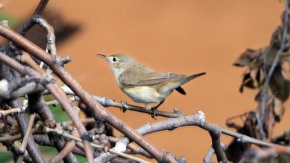 Eurasian Reed Warbler