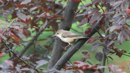 Eastern Olivaceous Warbler