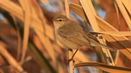 Common Chiffchaff