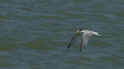 Little Tern