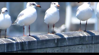 Mediterranean Gull