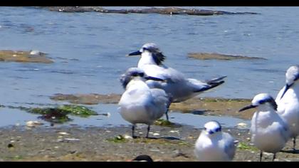 Sandwich Tern