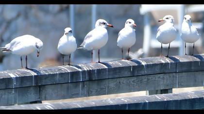Mediterranean Gull