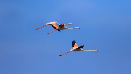 Greater Flamingo