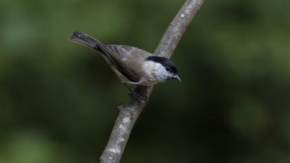 Marsh Tit