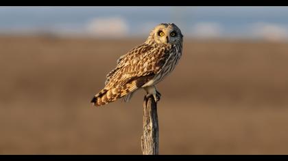 Short-eared Owl
