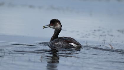 Black-necked Grebe