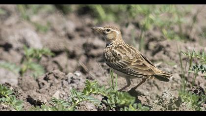 Bimaculated Lark