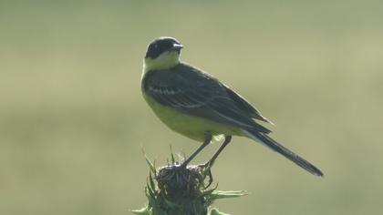 Western Yellow Wagtail