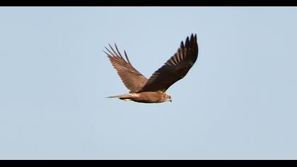 Western Marsh Harrier