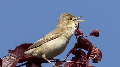 Eastern Olivaceous Warbler