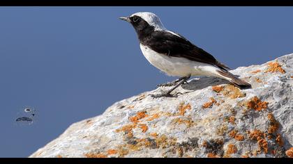 Aksırtlı kuyrukkakan
