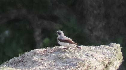 Northern Wheatear