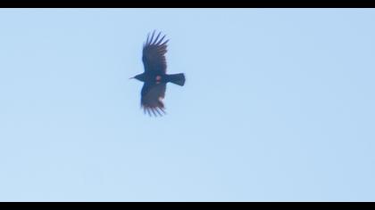 Red-billed Chough