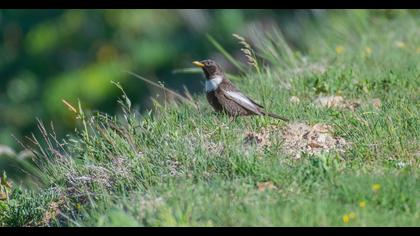 Ring Ouzel