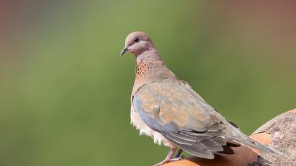 Laughing Dove