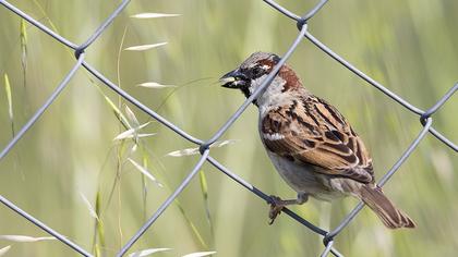 House Sparrow