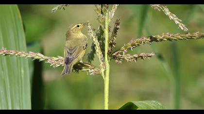 Willow Warbler