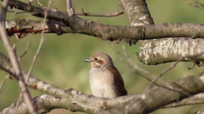 Red-backed Shrike