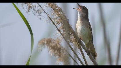 Savi`s Warbler