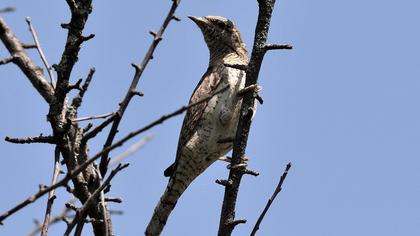 Eurasian Wryneck