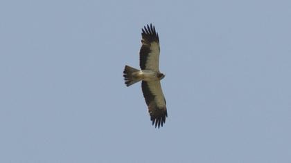 Booted Eagle