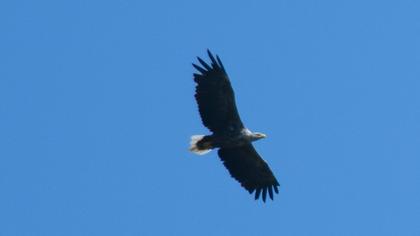 White-tailed Eagle