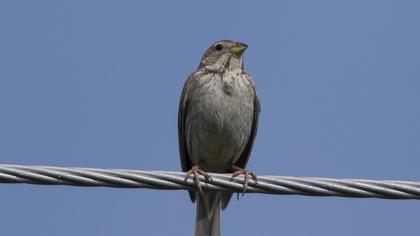 Corn Bunting