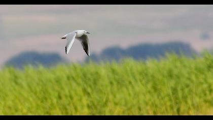 Slender-billed Gull