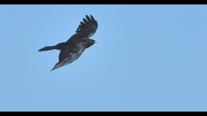 Alpine Chough