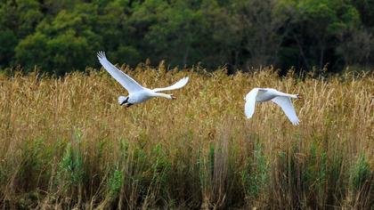 Mute Swan