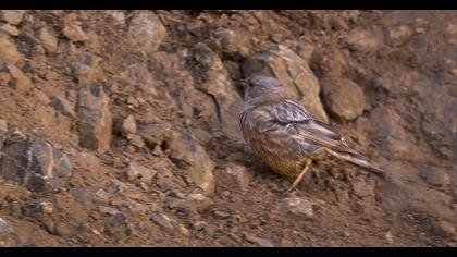Alpine Accentor