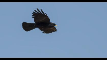 Alpine Chough