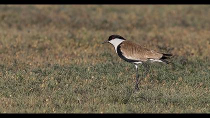Spur-winged Lapwing