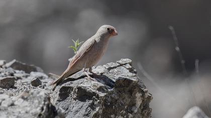 Trumpeter Finch