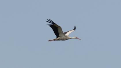 White Stork