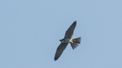 Eurasian Hobby