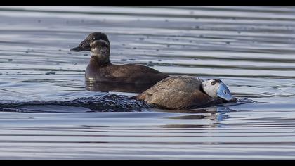 White-headed Duck