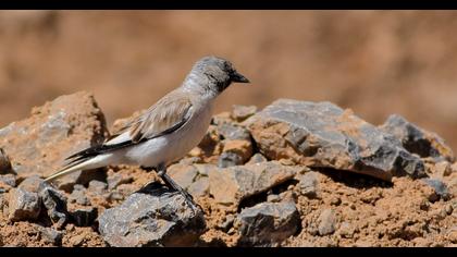 White-winged Snowfinch