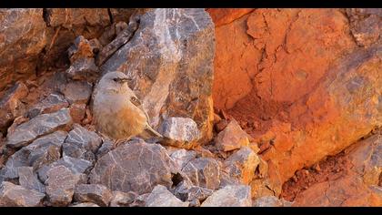 Alpine Accentor