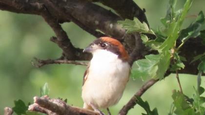 Woodchat Shrike