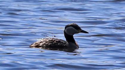 Red-necked Grebe