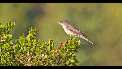 Olive-tree Warbler