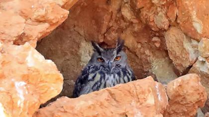 Eurasian Eagle-Owl