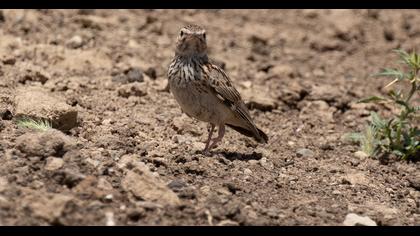 Woodlark