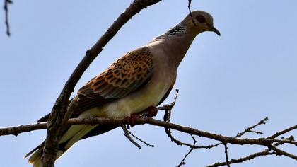 European Turtle Dove