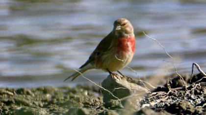 Common Linnet