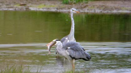 Grey Heron