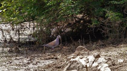 European Turtle Dove